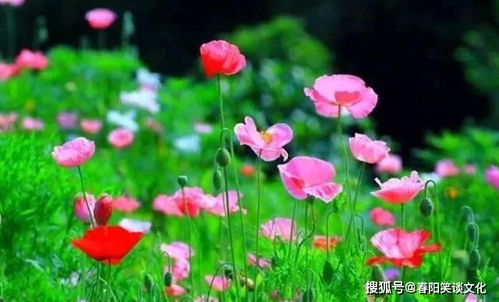 非常經典的句子 復雜的心愛計較,簡單的心易快樂