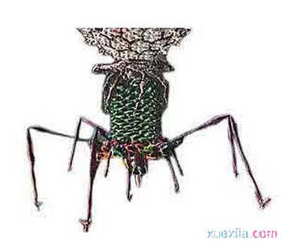 電腦病毒發(fā)展趨勢 愛易網(wǎng)絡(luò)觀點(diǎn)